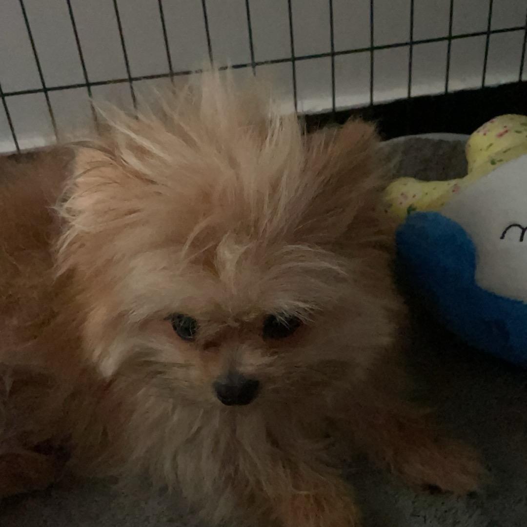 🐶东西