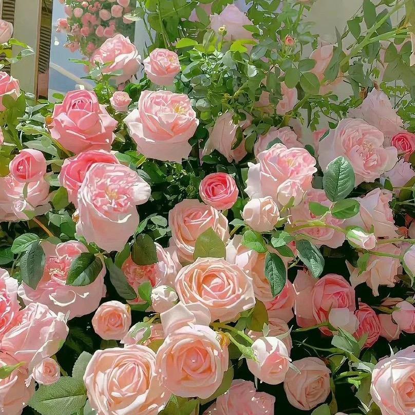 阿King🥰
