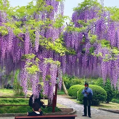 花琪美园艺