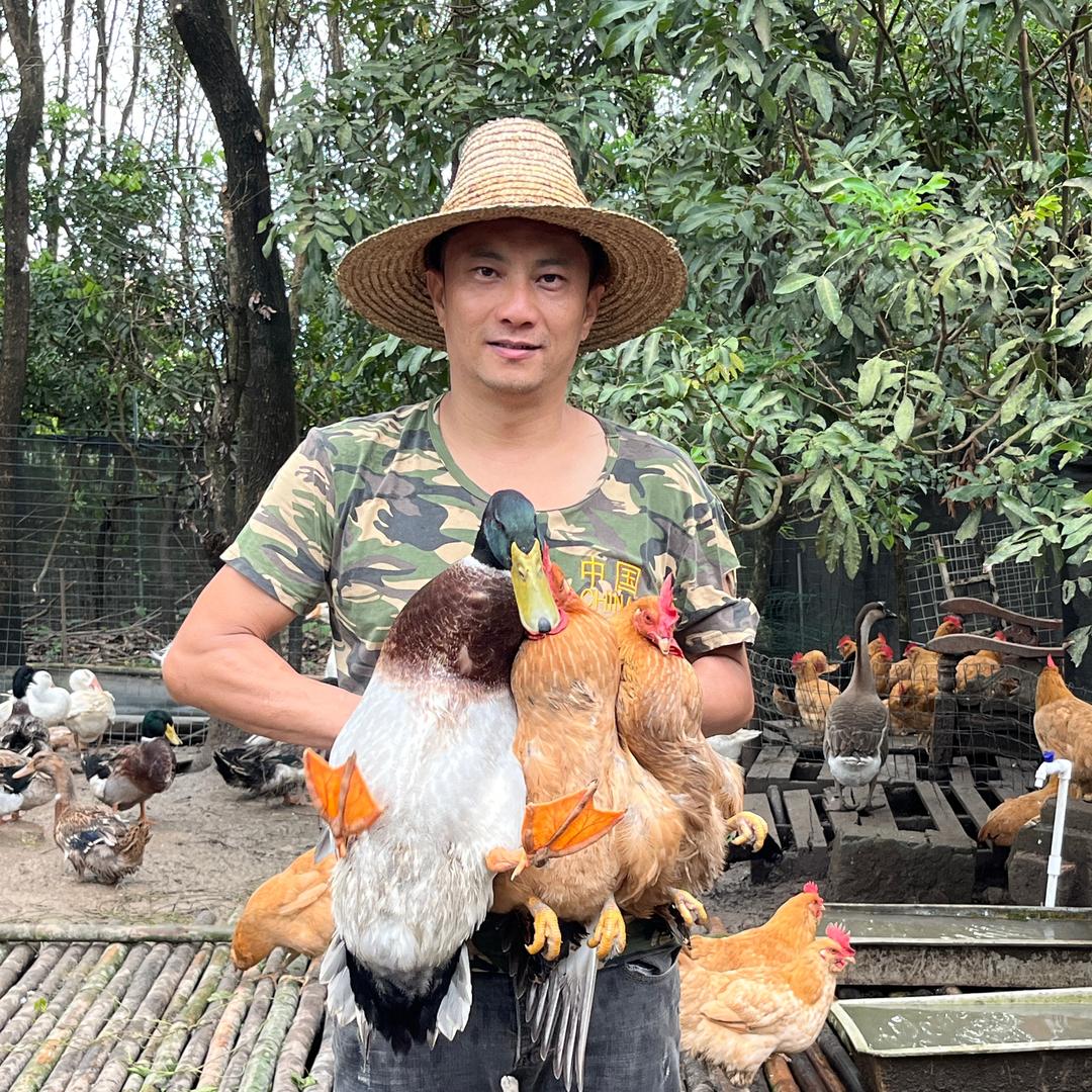 兵哥散养土鸡土鸭