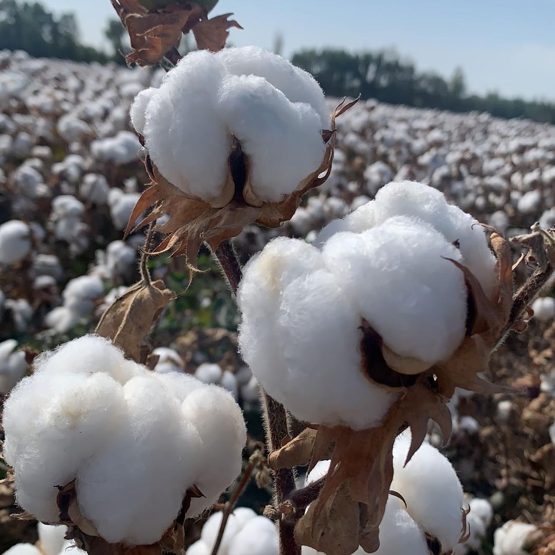 松迈新疆棉花被厂直销