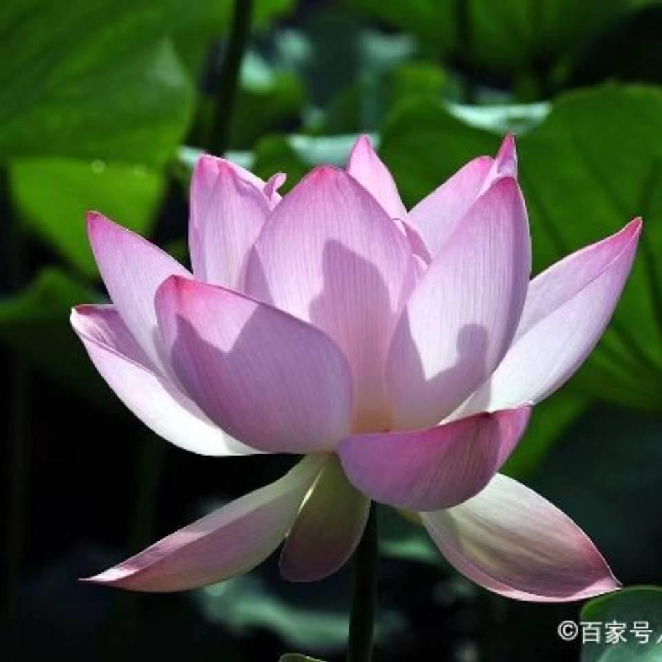 周口小张老师