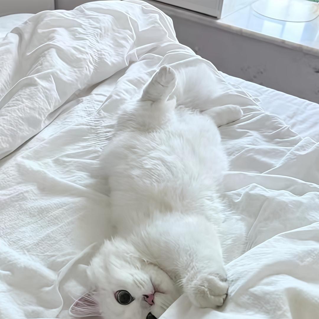 小乖甜狗