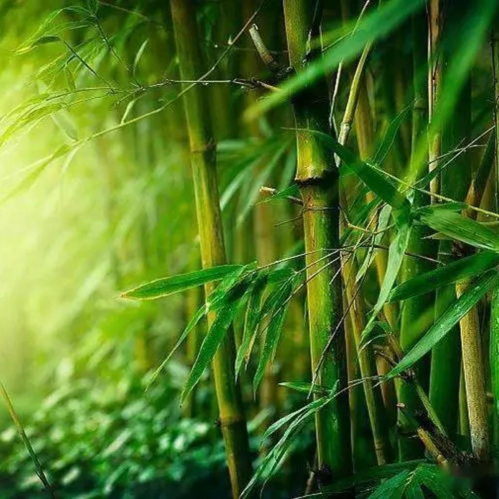 七秒钟记忆