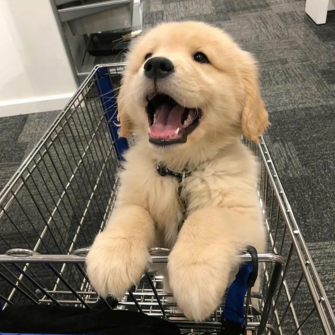 快乐小狗i ᴺᴺ