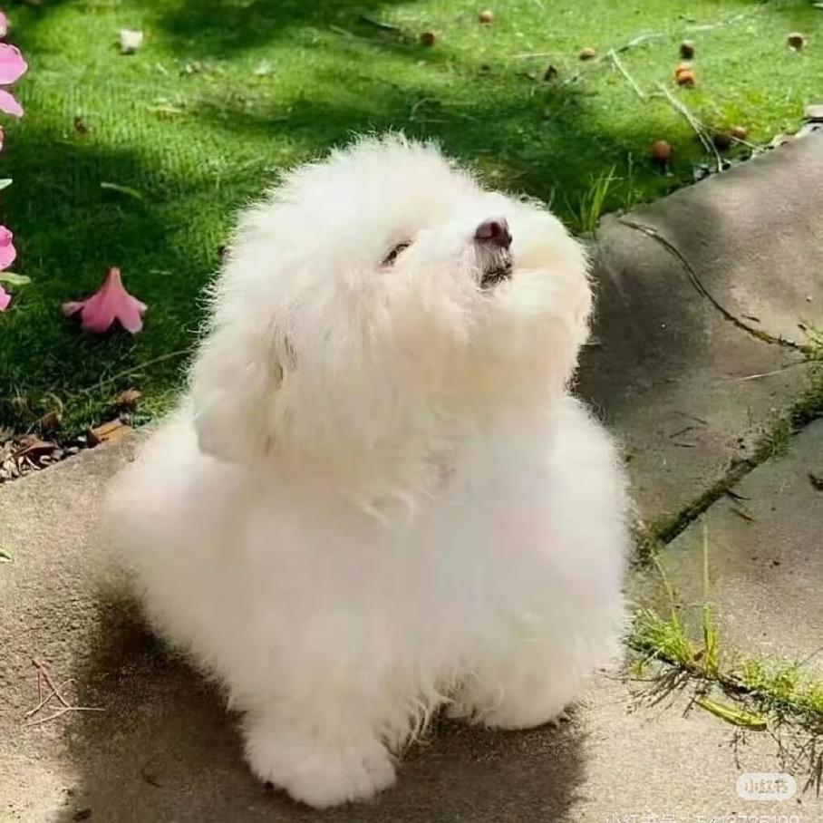 皮皮悠