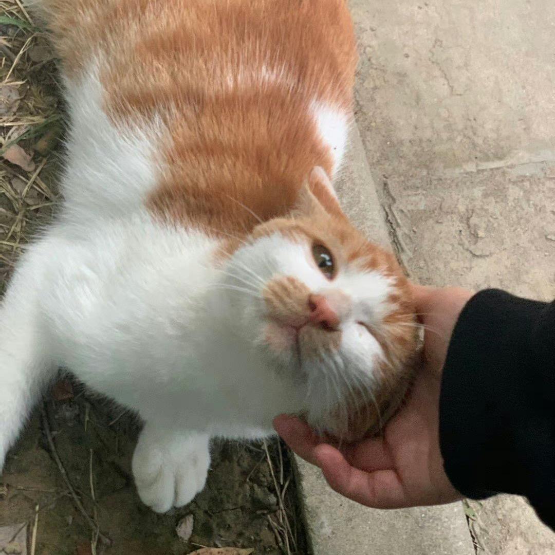 小小只猪