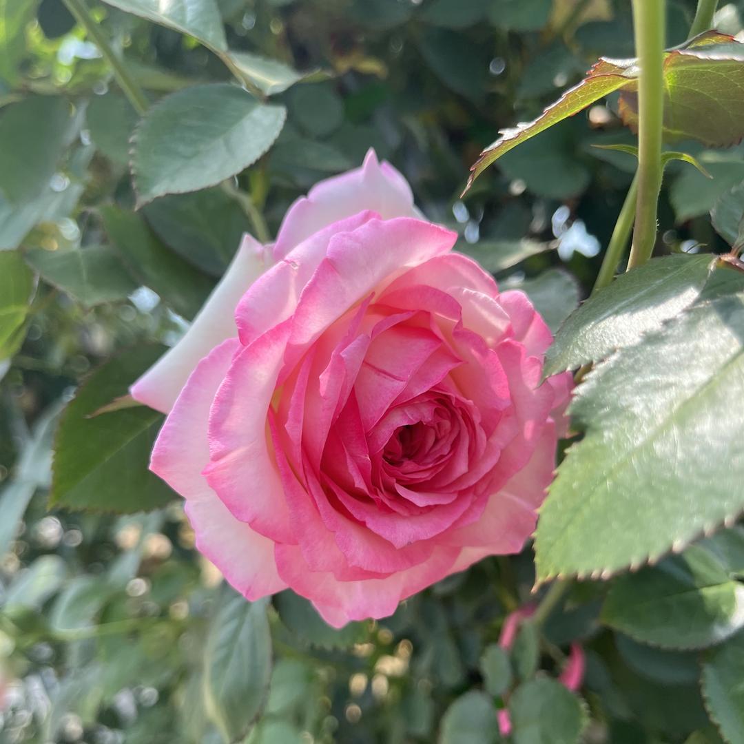 月季花篮基地甄选