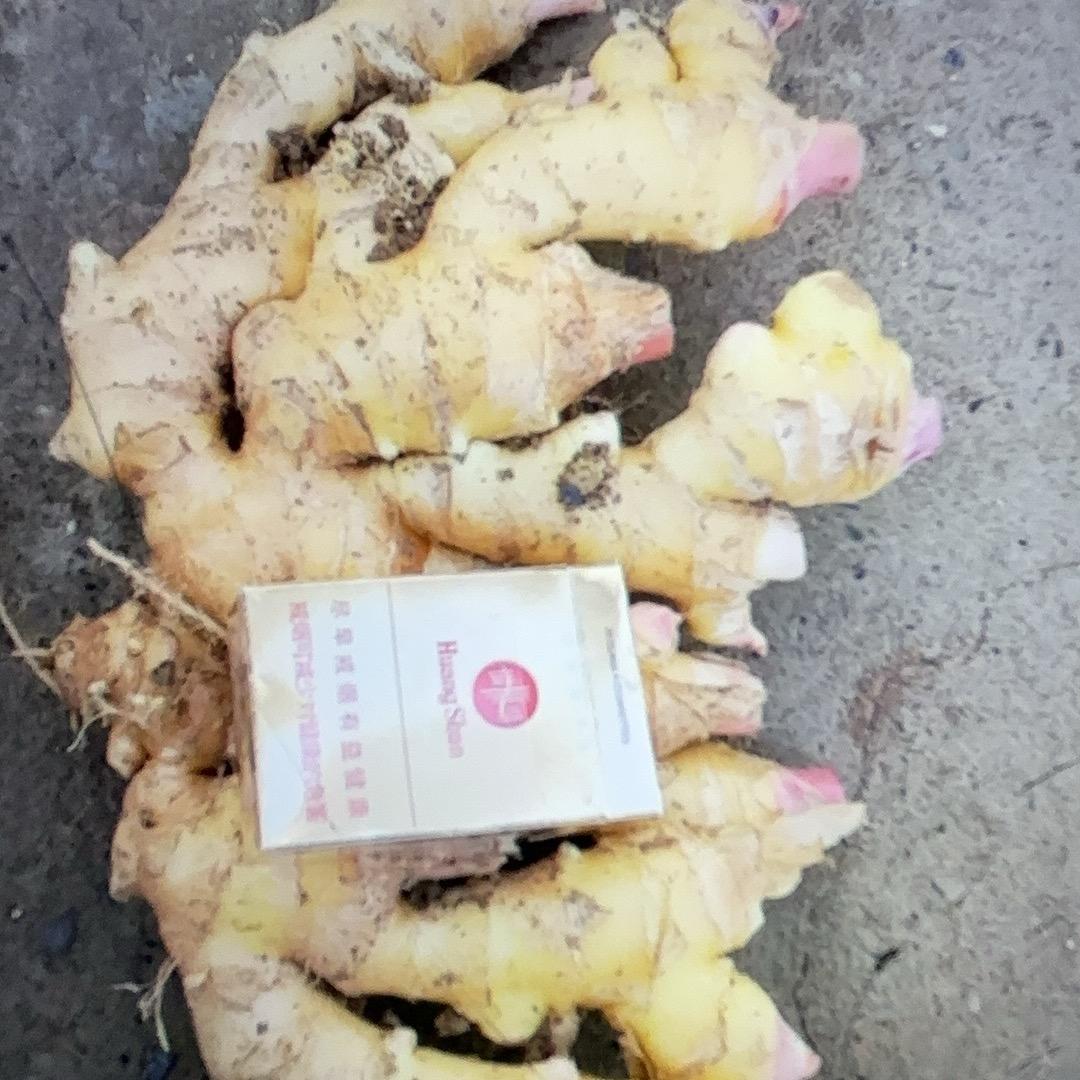 阜阳生姜种植出售批发《皖北农产品源产地》