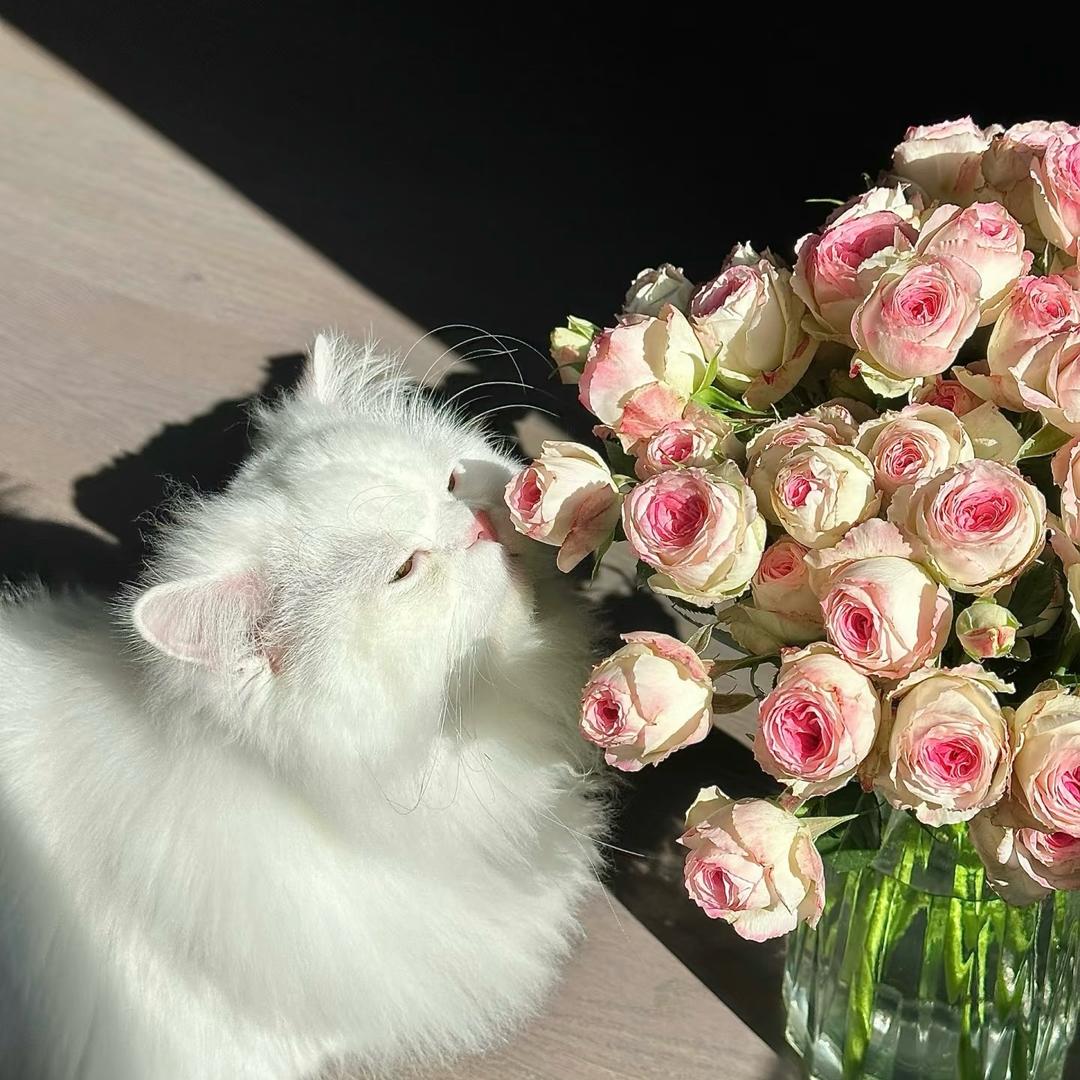 贩卖小熊 ୧⍤⃝🧸