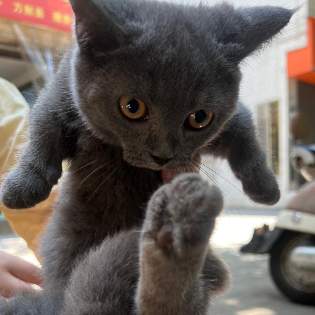 铲屎官老杨