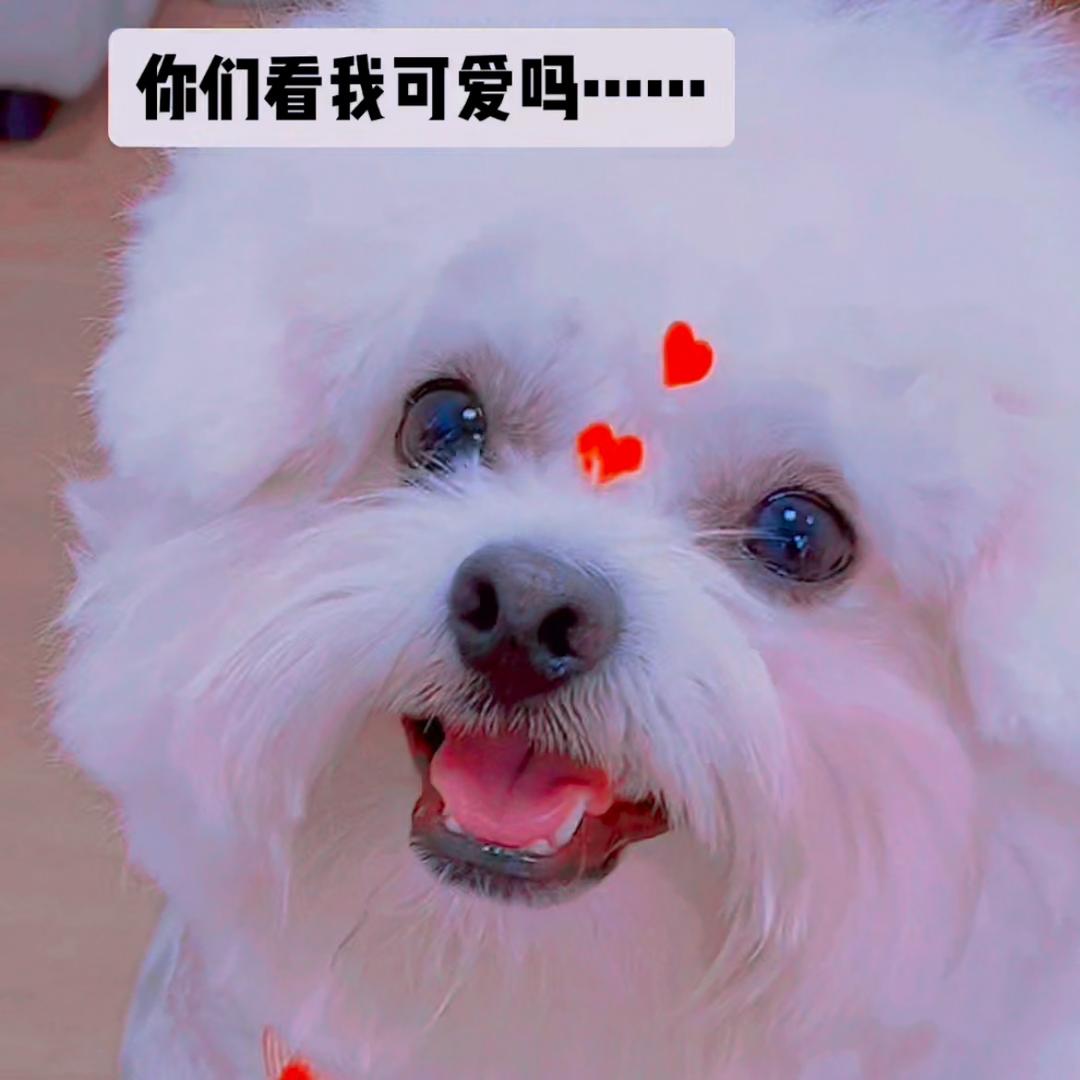 会说话会笑的狗狗-可乐