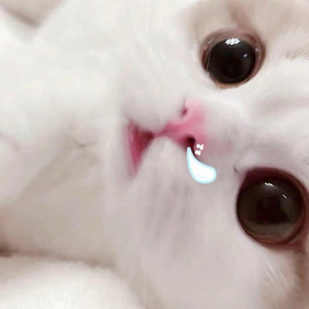 肉松