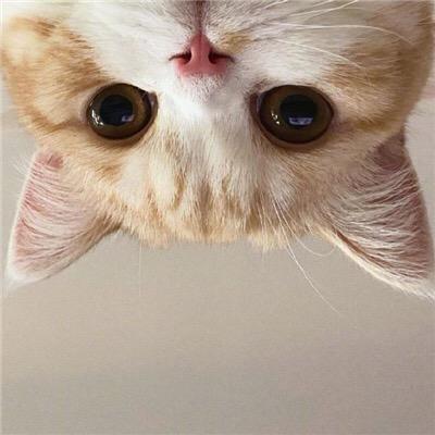 一条咸鱼～