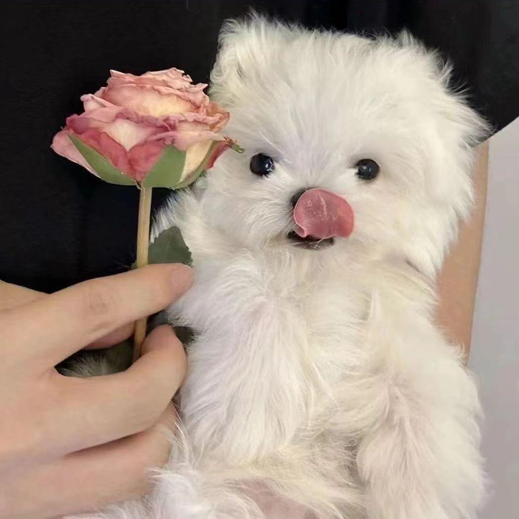 我爱面条脑袋🧸
