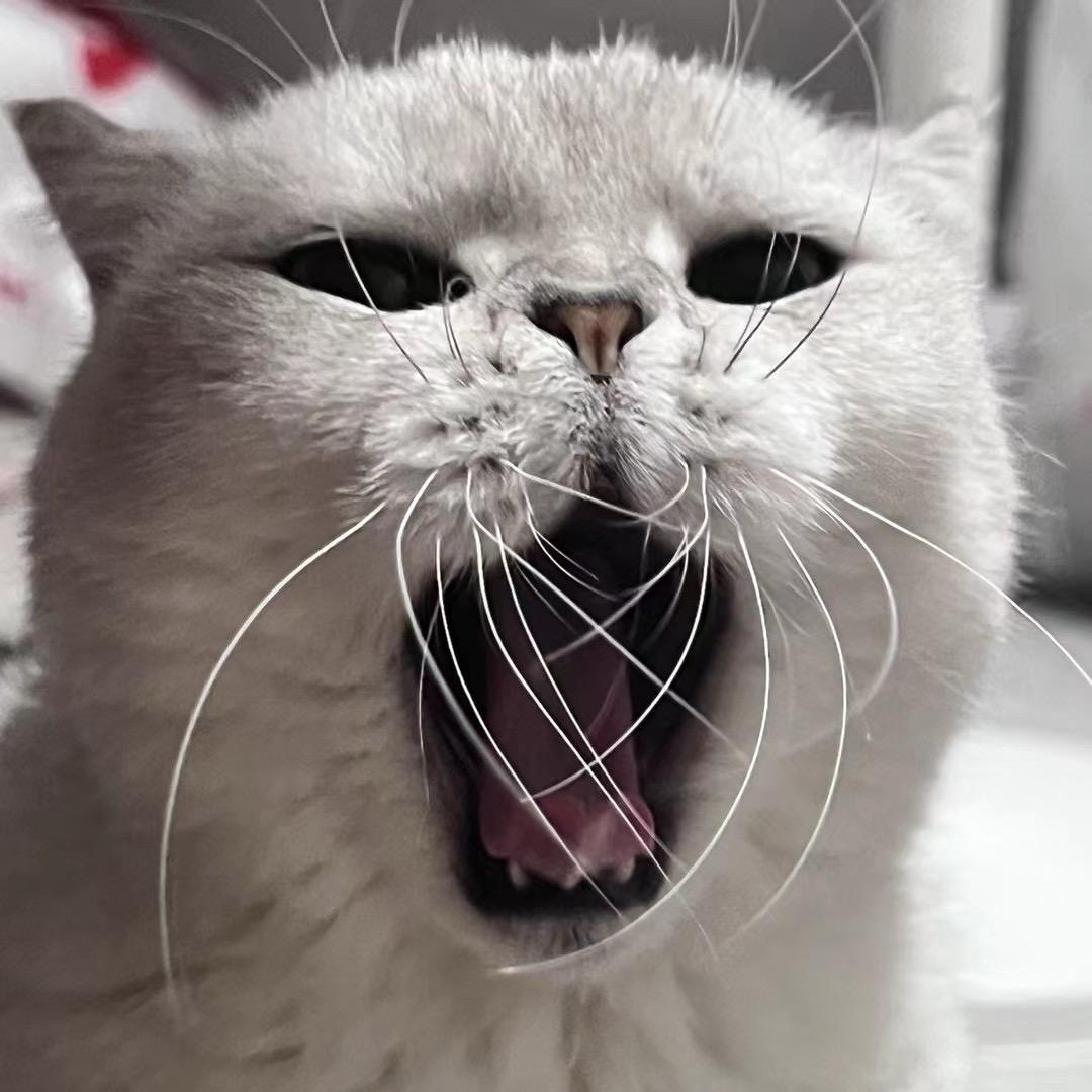 雪山汉堡猫