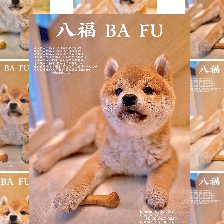 柴犬八福