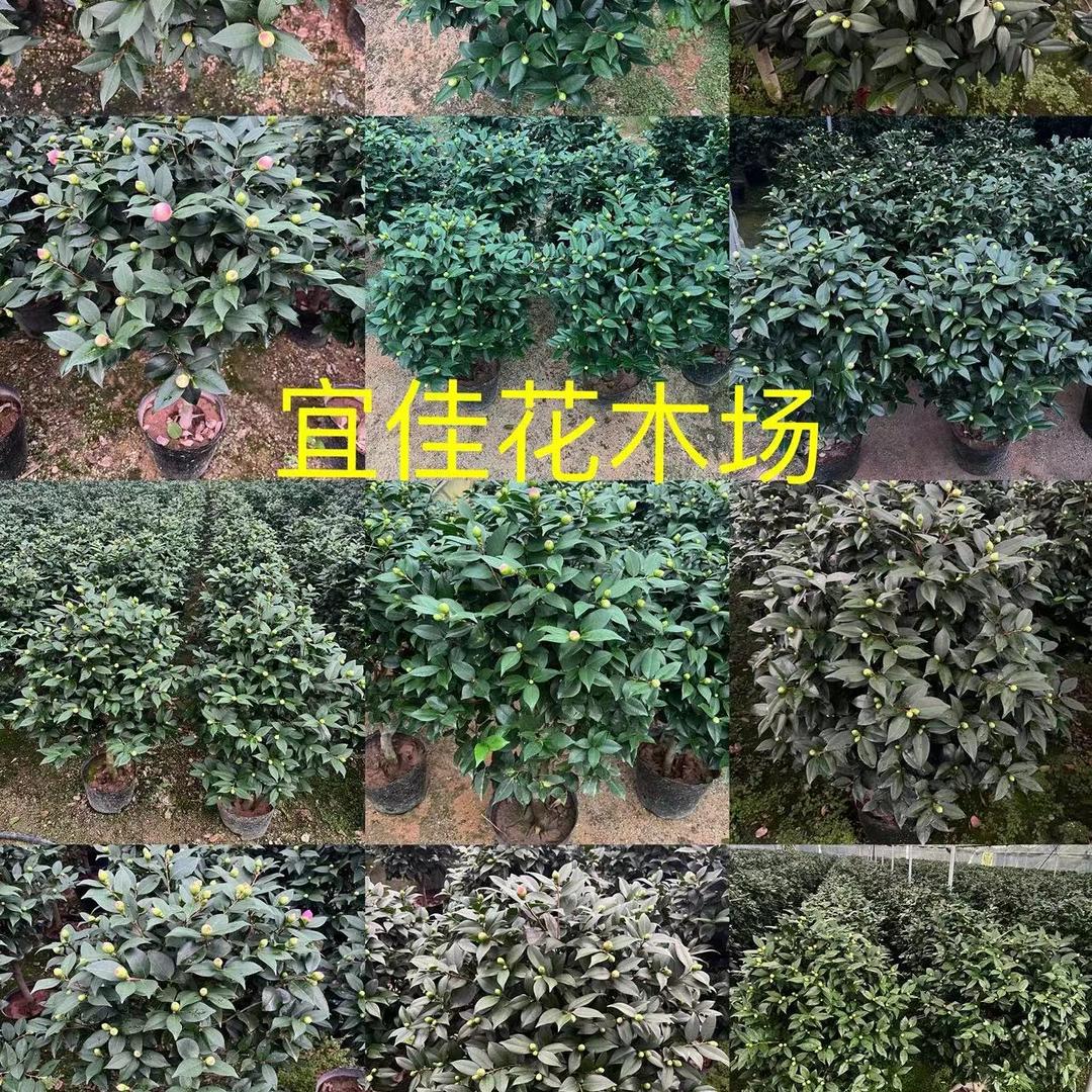 宜佳花木场