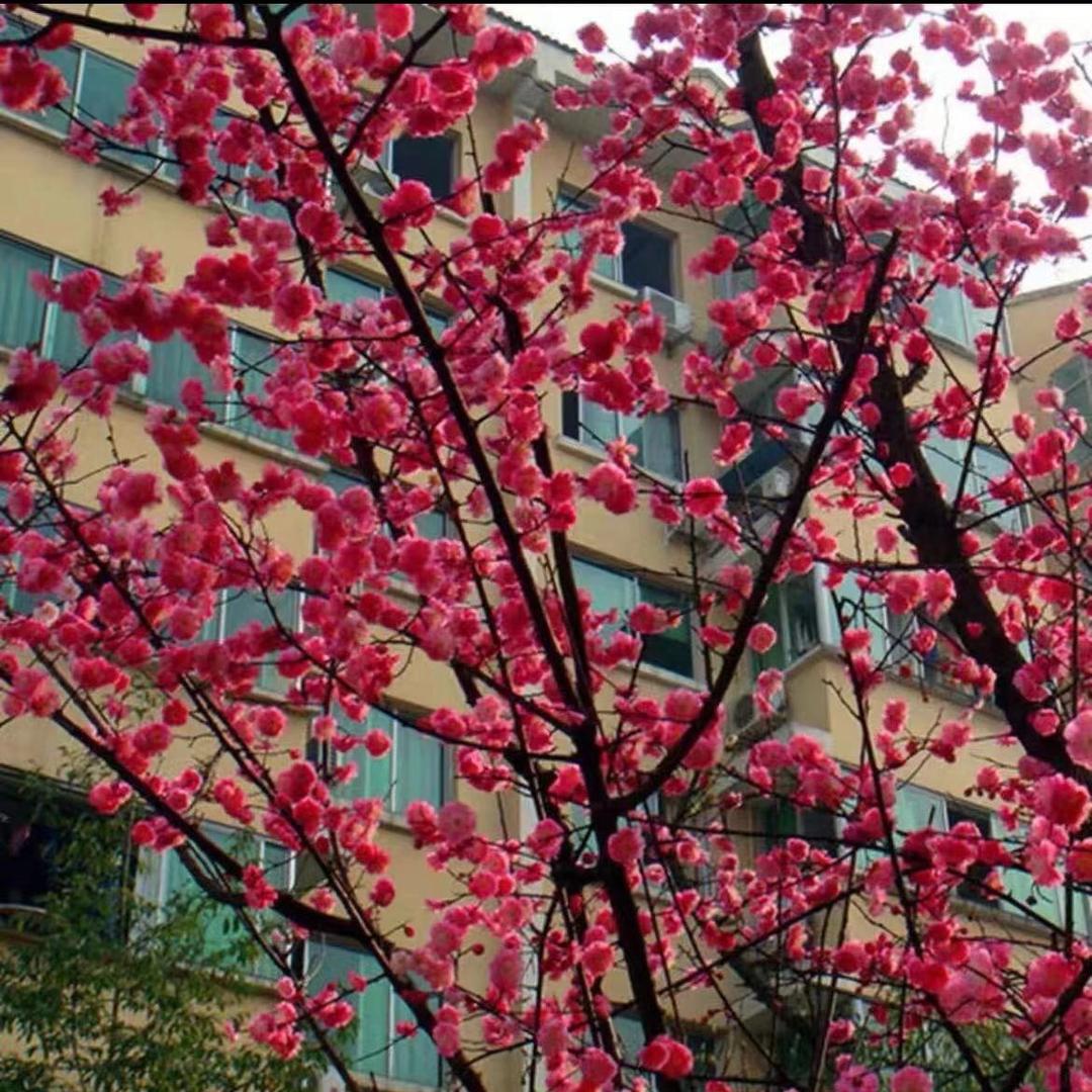 初锦伴花卉