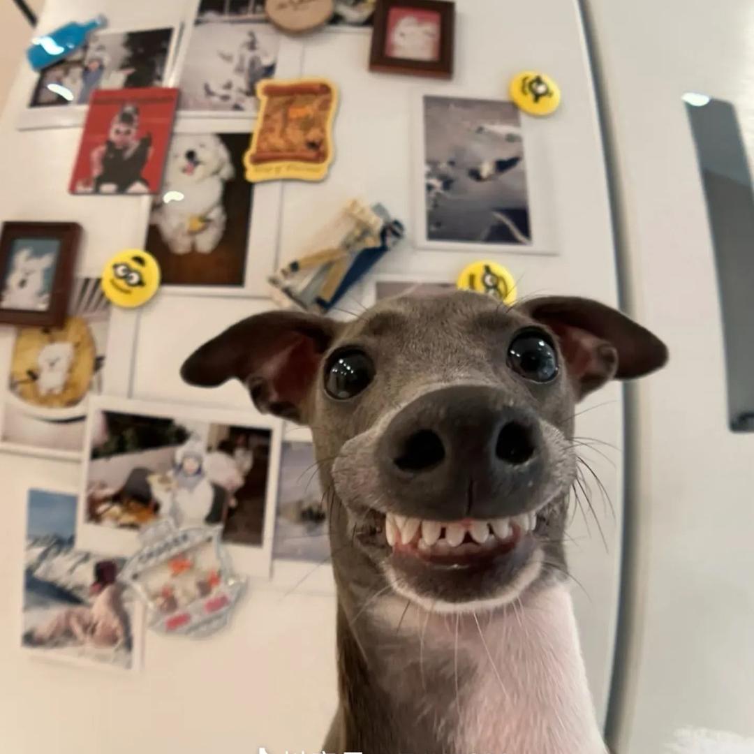 悲伤小鼻嘎❗️