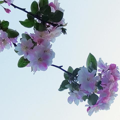 曼珠沙华～