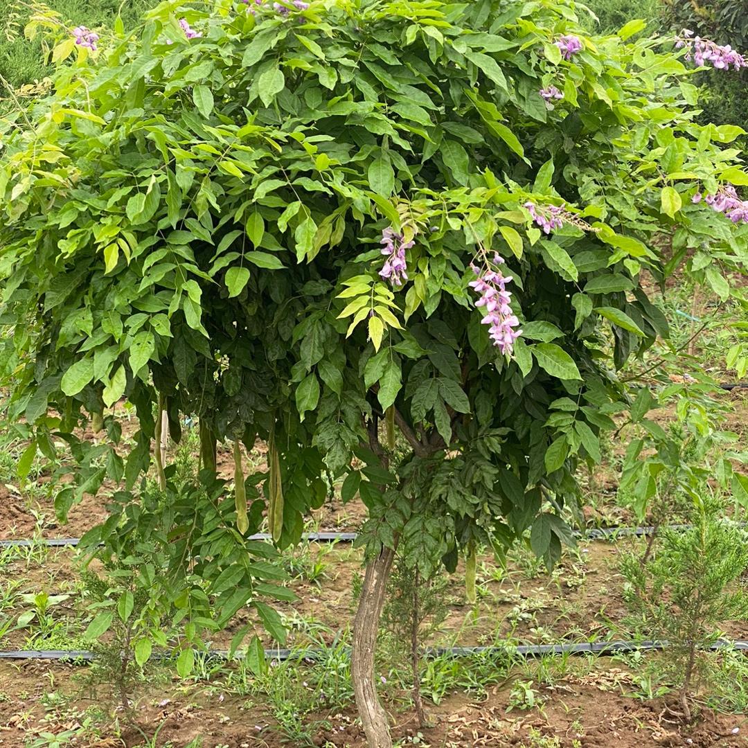 朵芮蜜牛局果树苗木专卖店