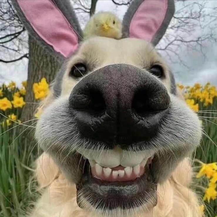 打开天窗说脏话