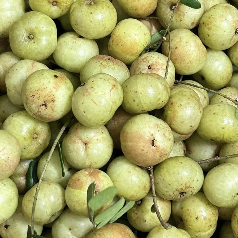 许多羊优选果园