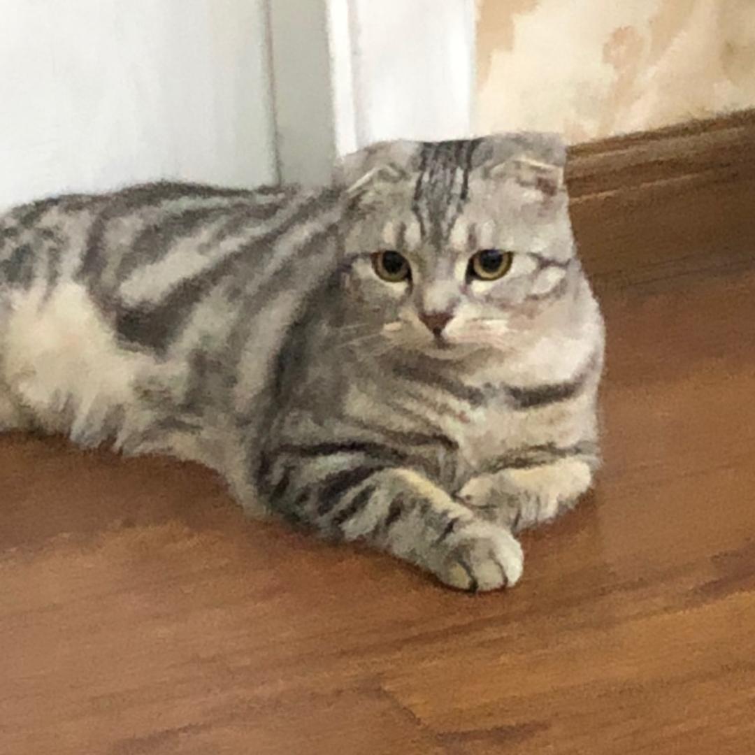紫绮