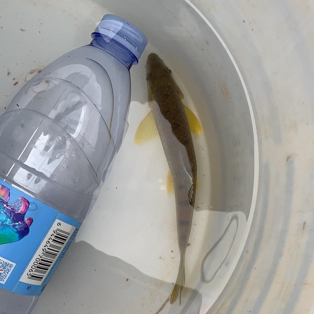 水生物饮食习惯与规律研究员