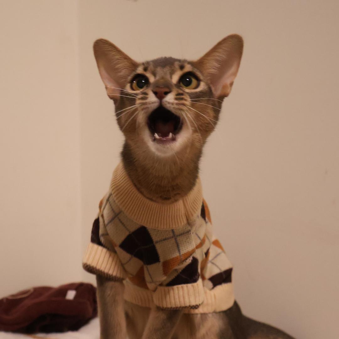 鹭岛猫舍