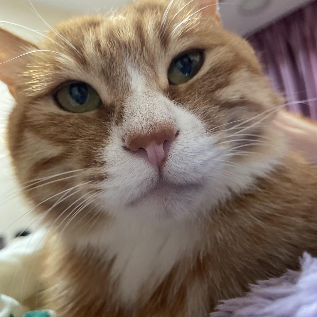 鱼老大的猫