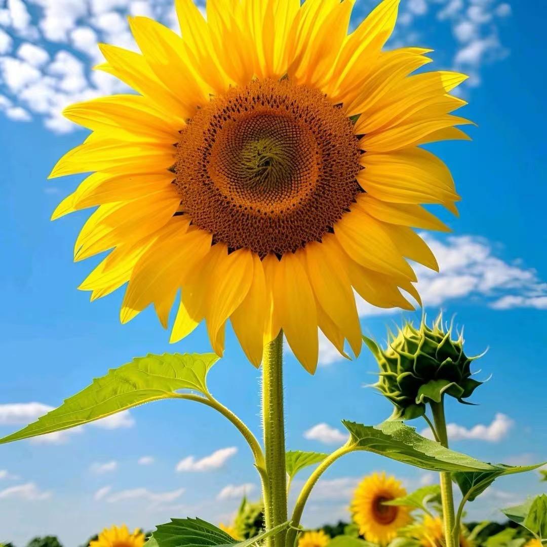 贝暖婴童手工棉衣