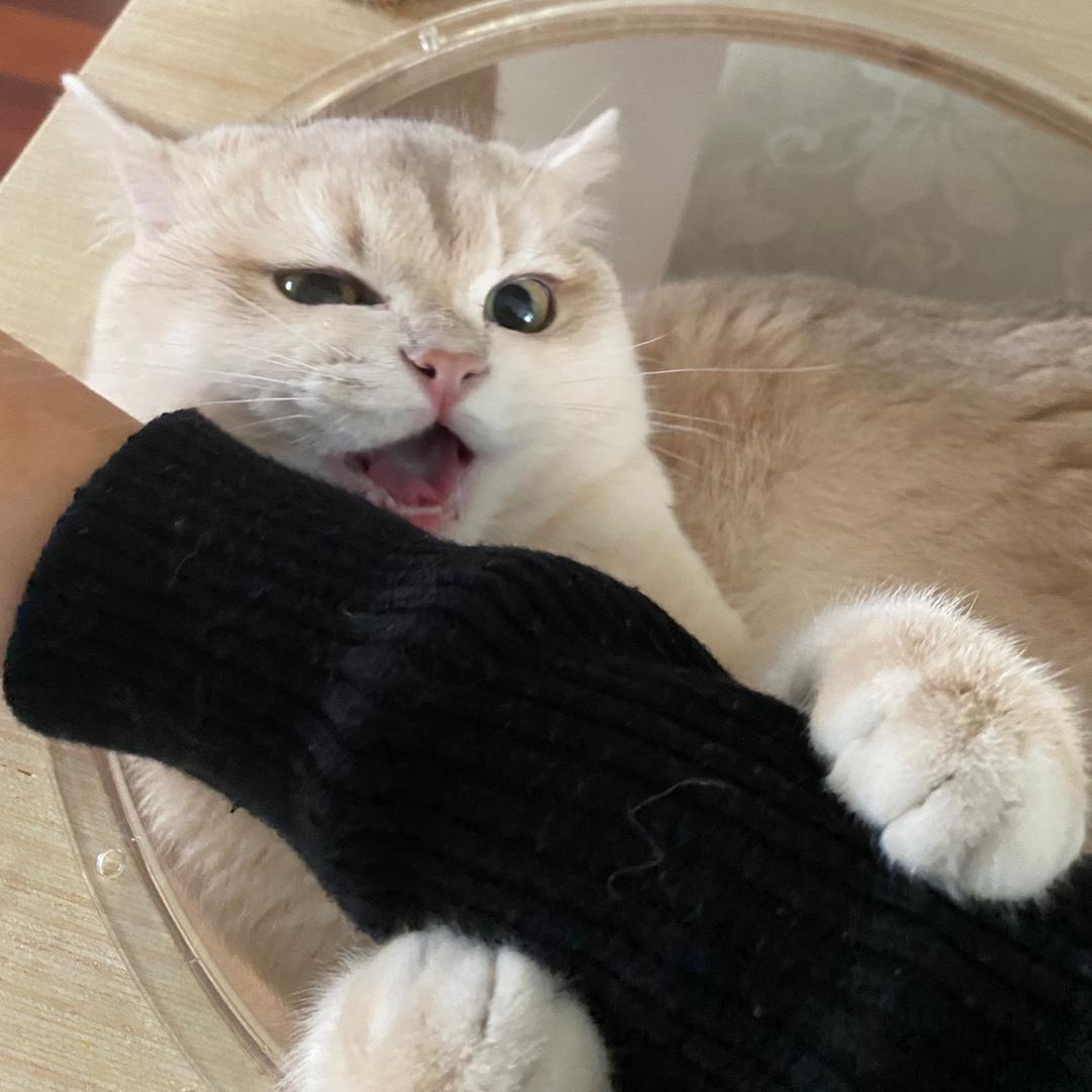 o泡果奶泰田了
