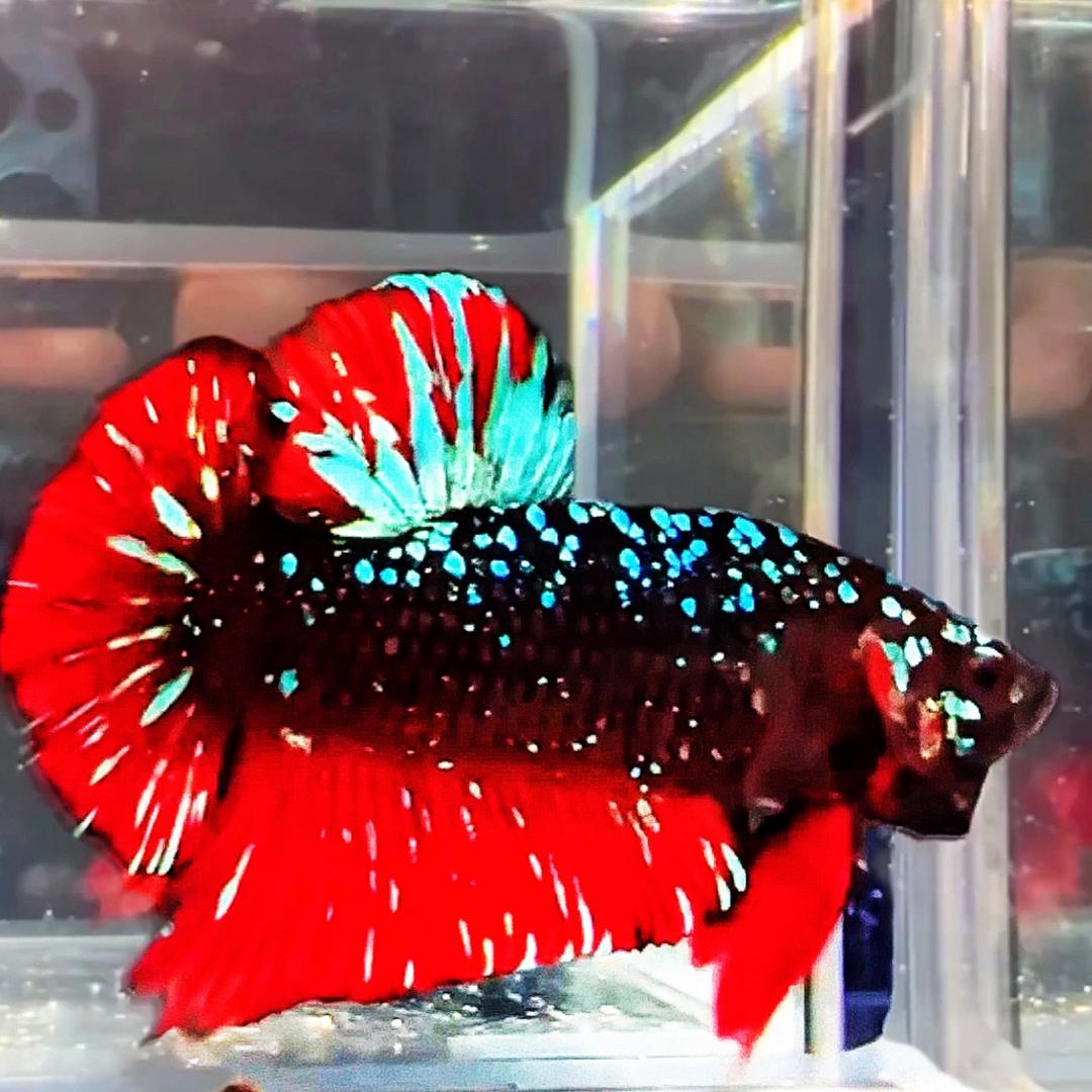 格调水族巨斗
