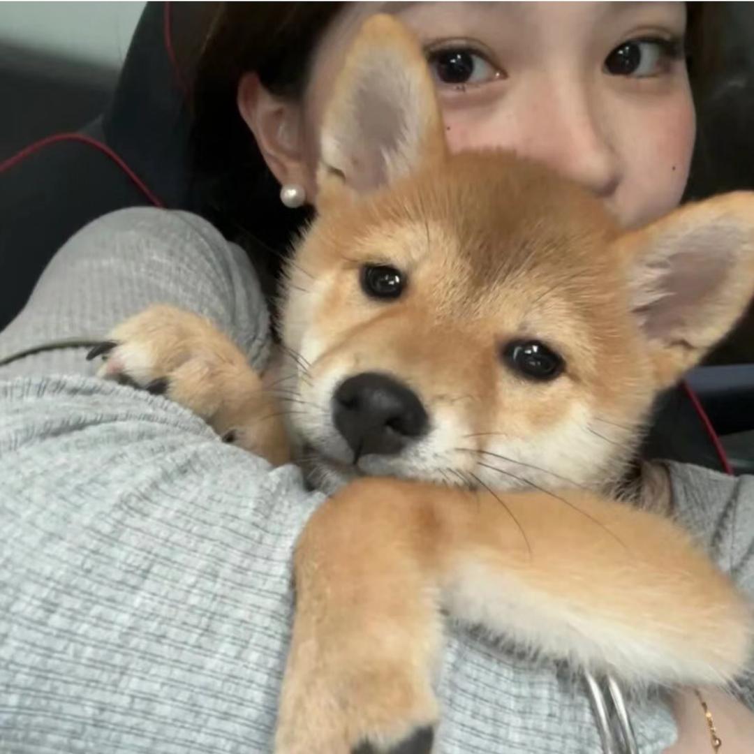 飞牛