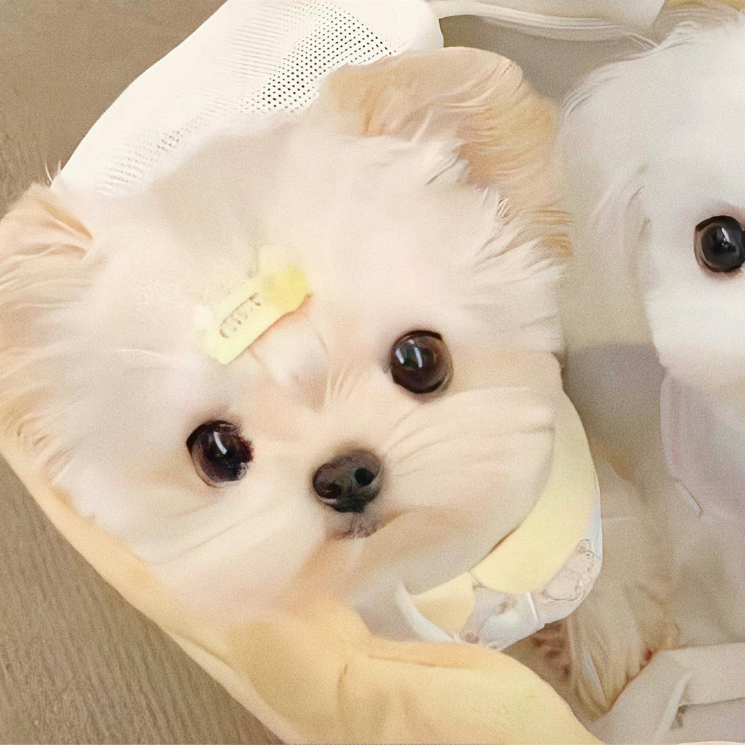 奢香夫人（不做搞笑女）