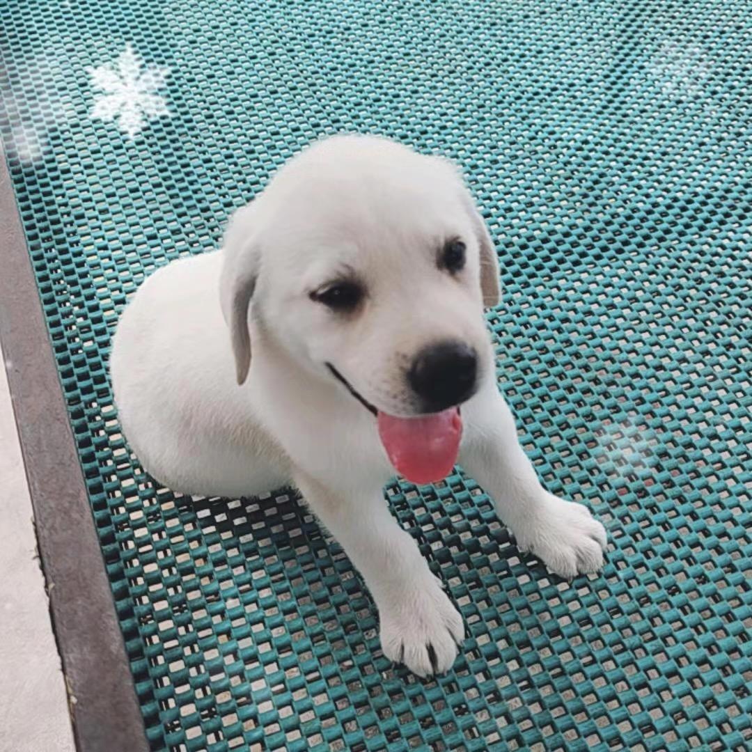 金毛拉拉@萨摩犬