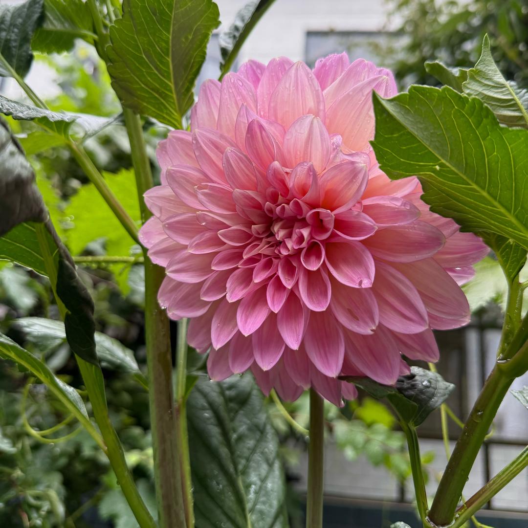 迭部县阿吉农家乐