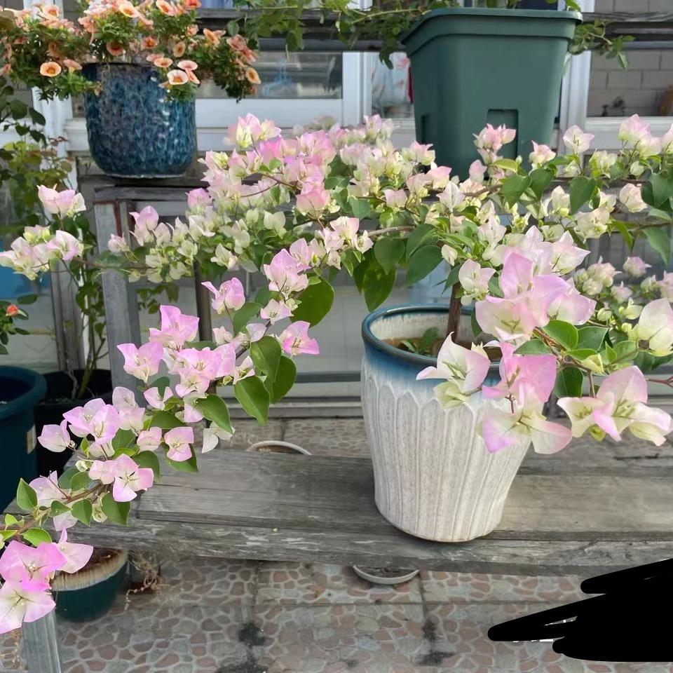 您的花园