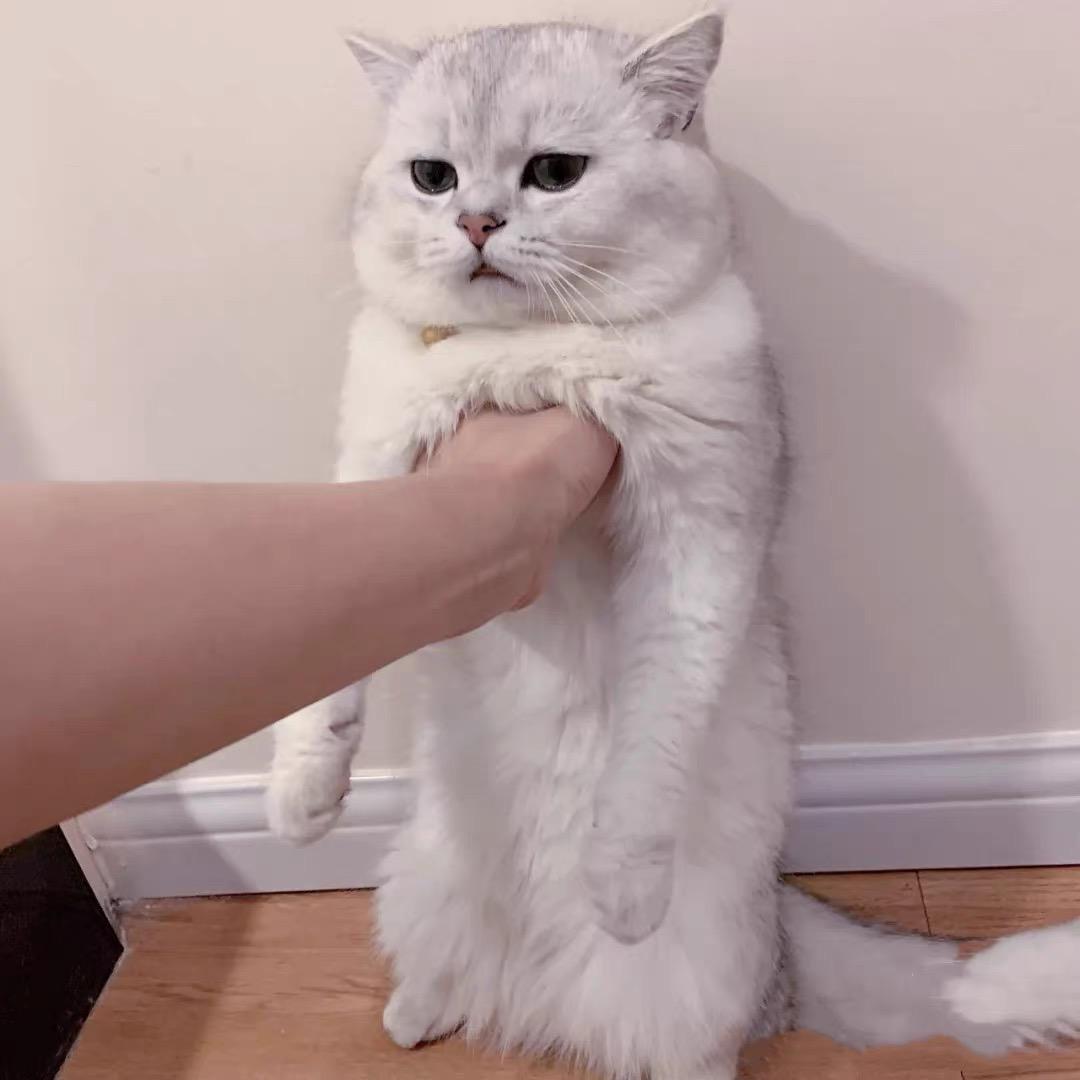 带欣欣公主吃遍全世界美食