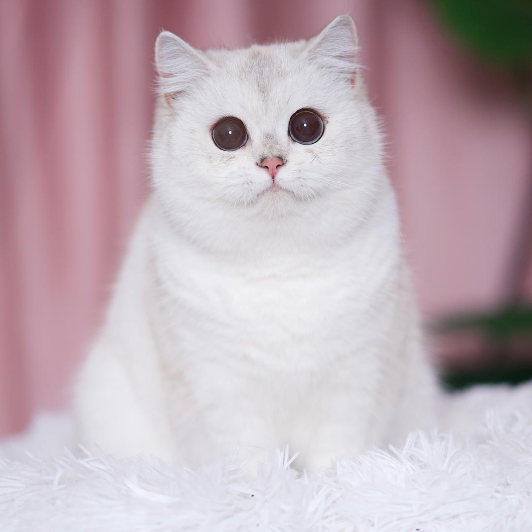 CherubicCats英短猫舍