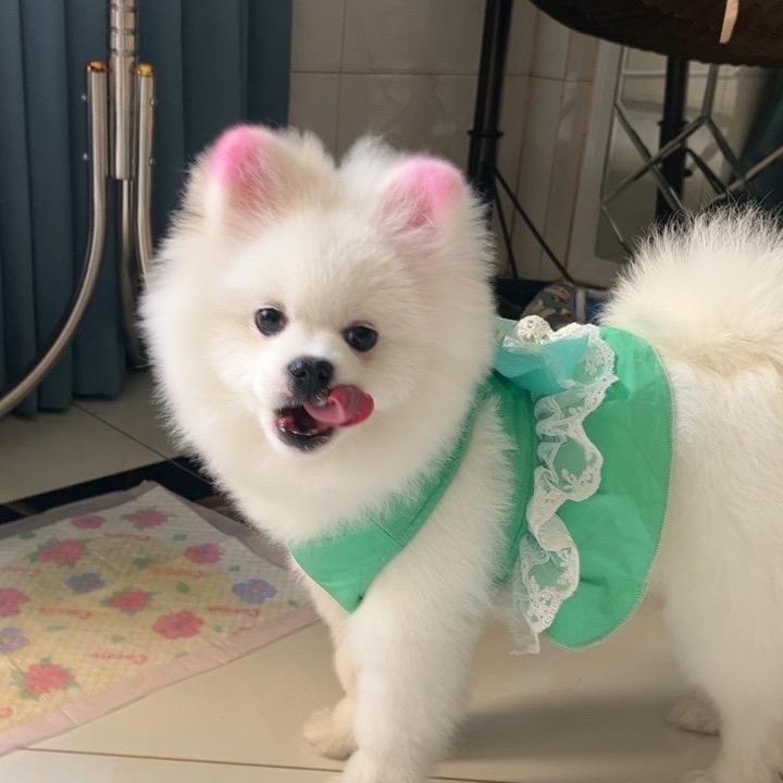 💍芳草