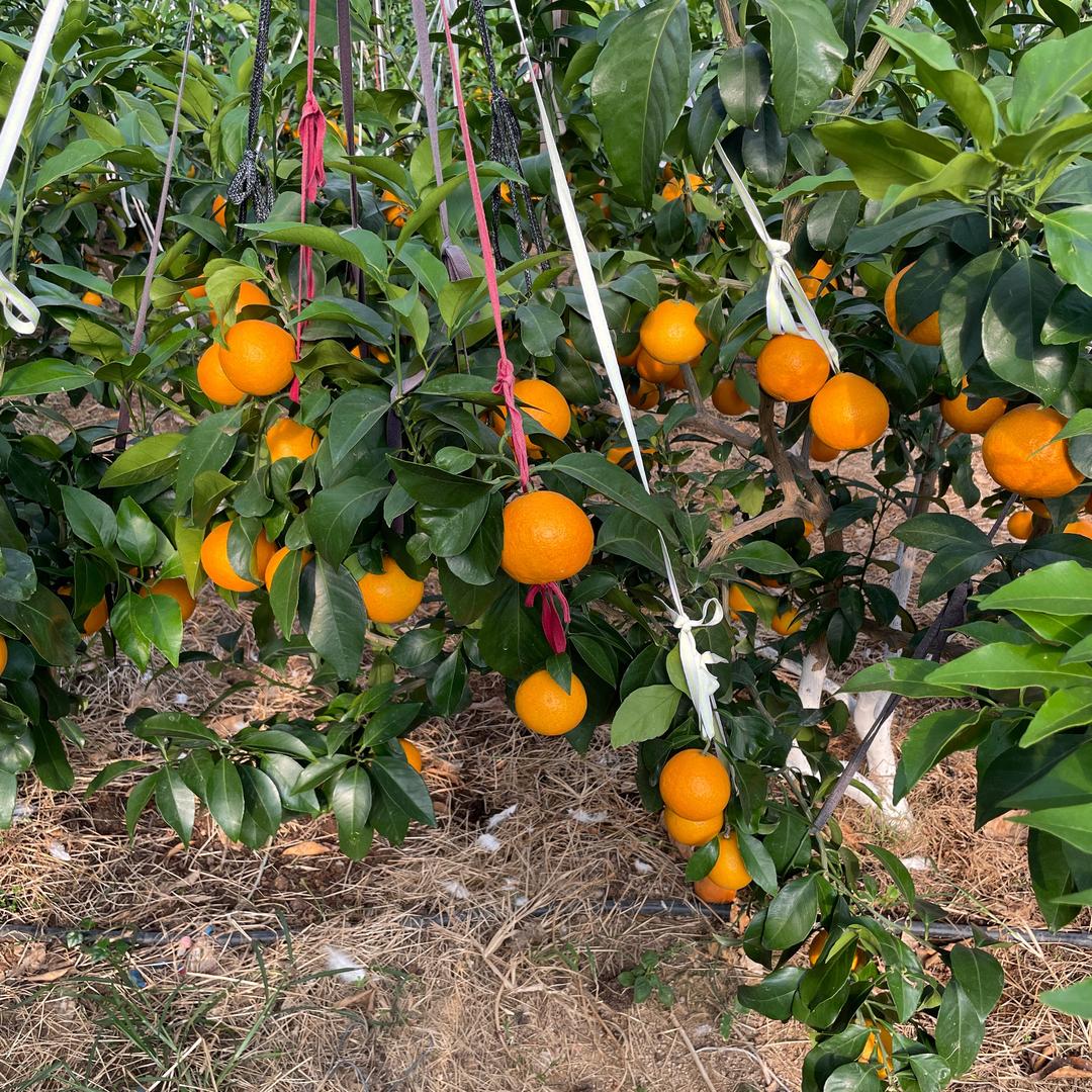 浙江象山下山红美人