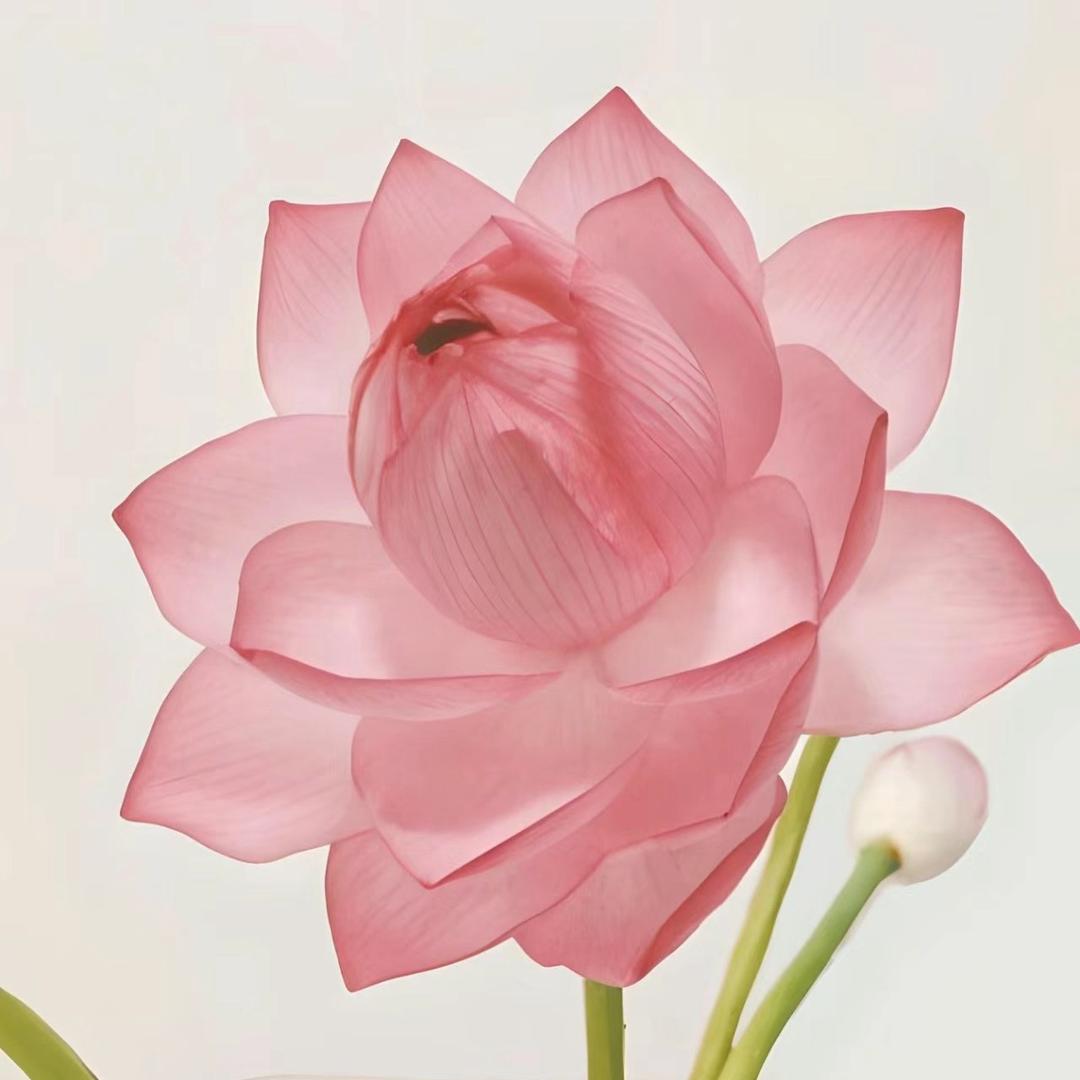茁悦