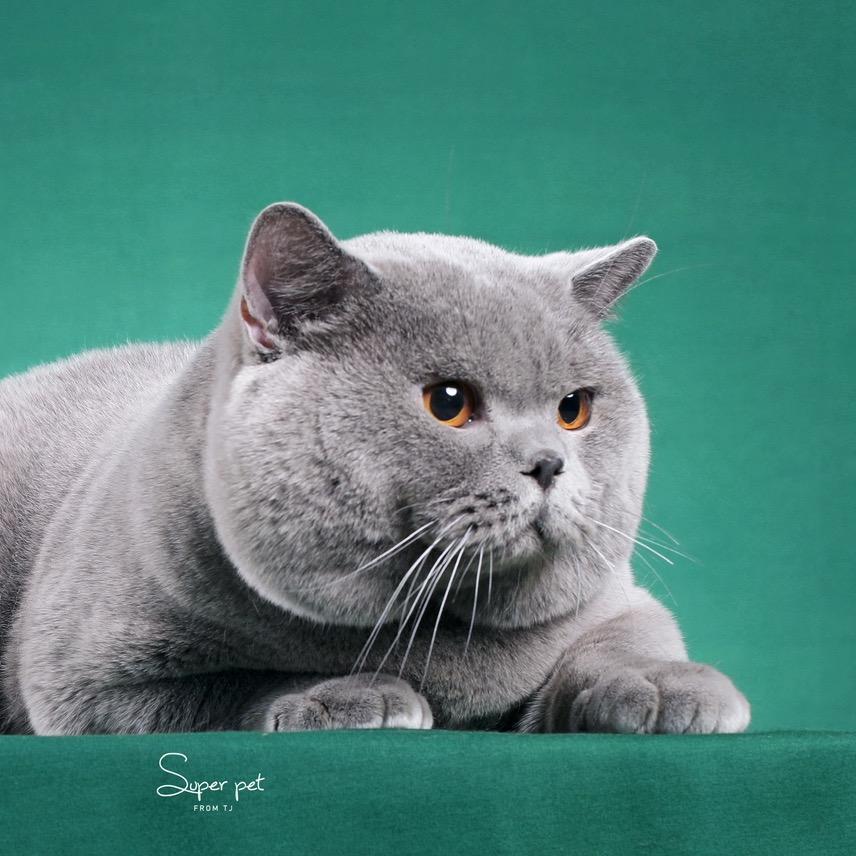 艾猫猫-英短猫舍