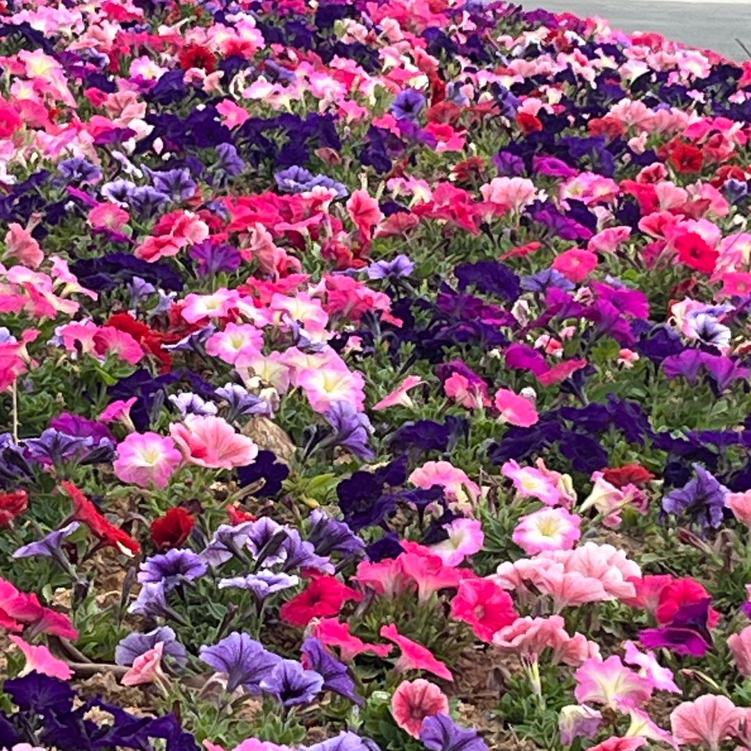 哈哈奶奶👩‍❤️‍👨