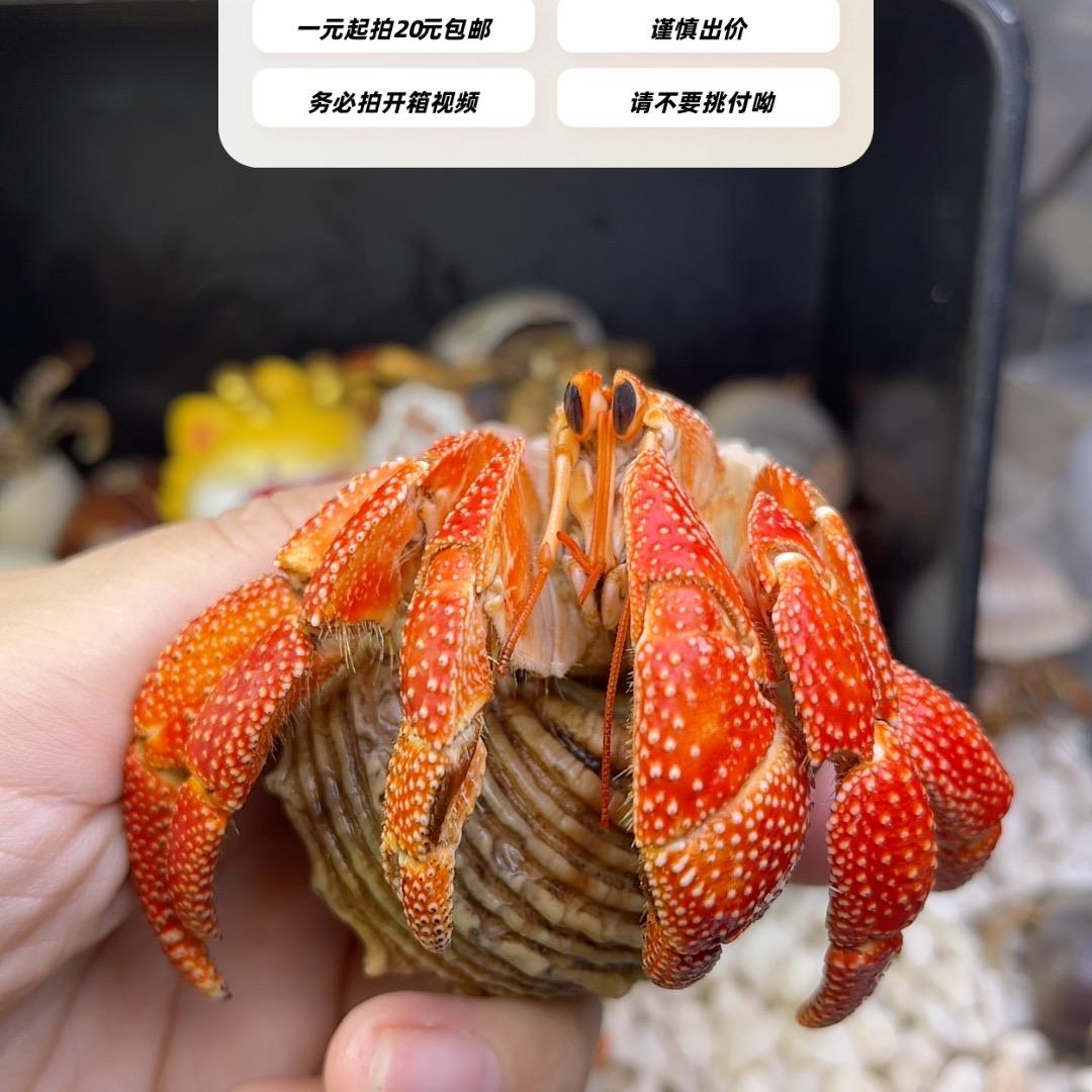 博士宠物交个朋友