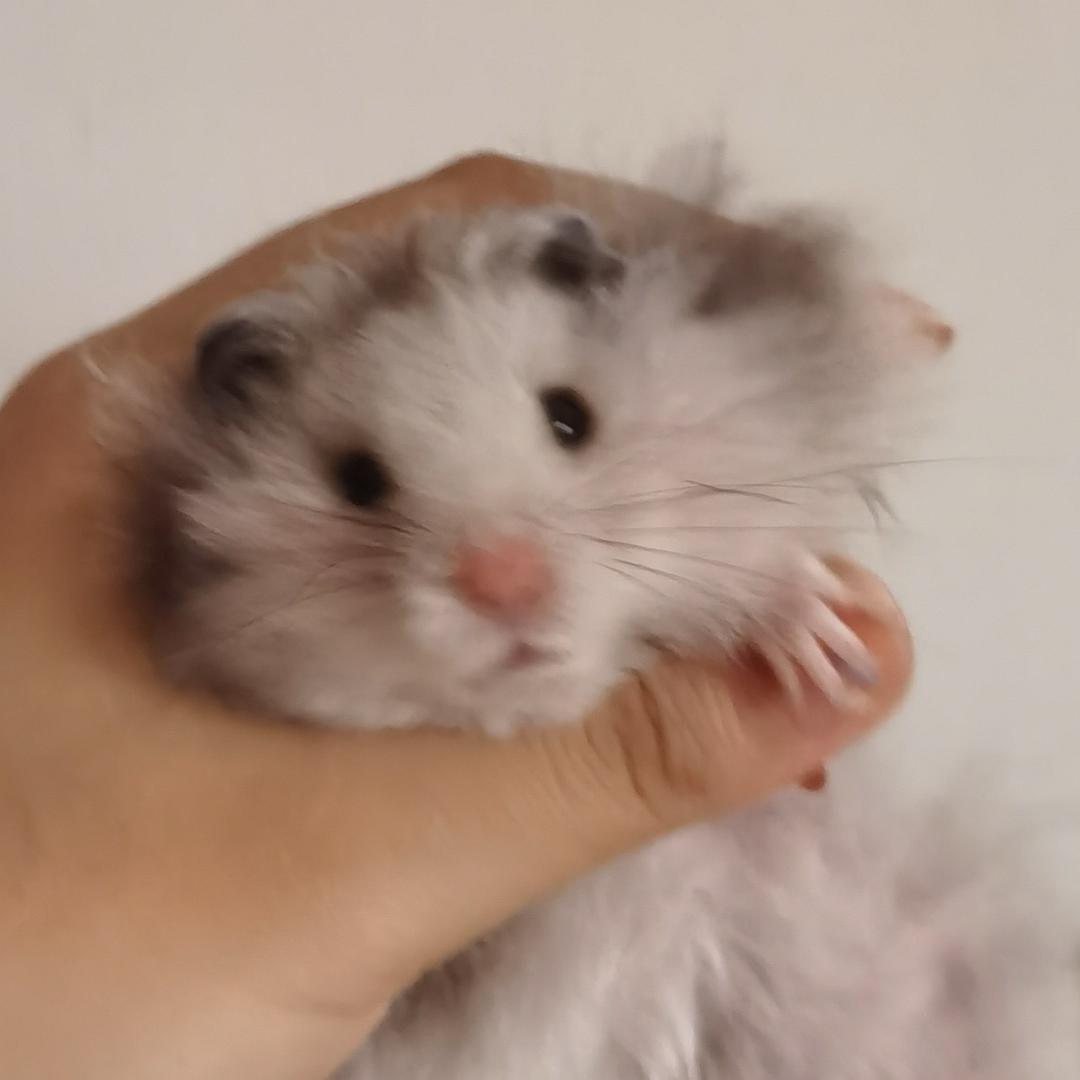 OQI