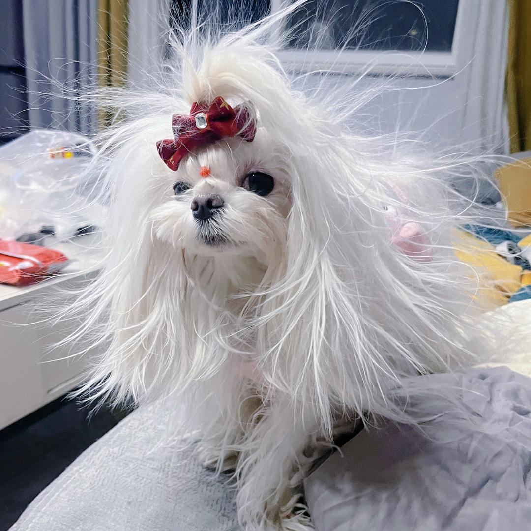 宠翻天宠物（电子六路店）